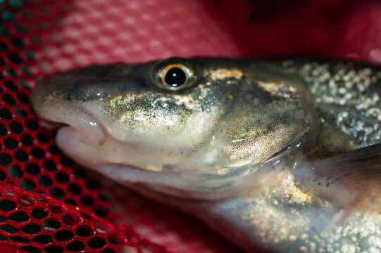 Image of Longnose Dace