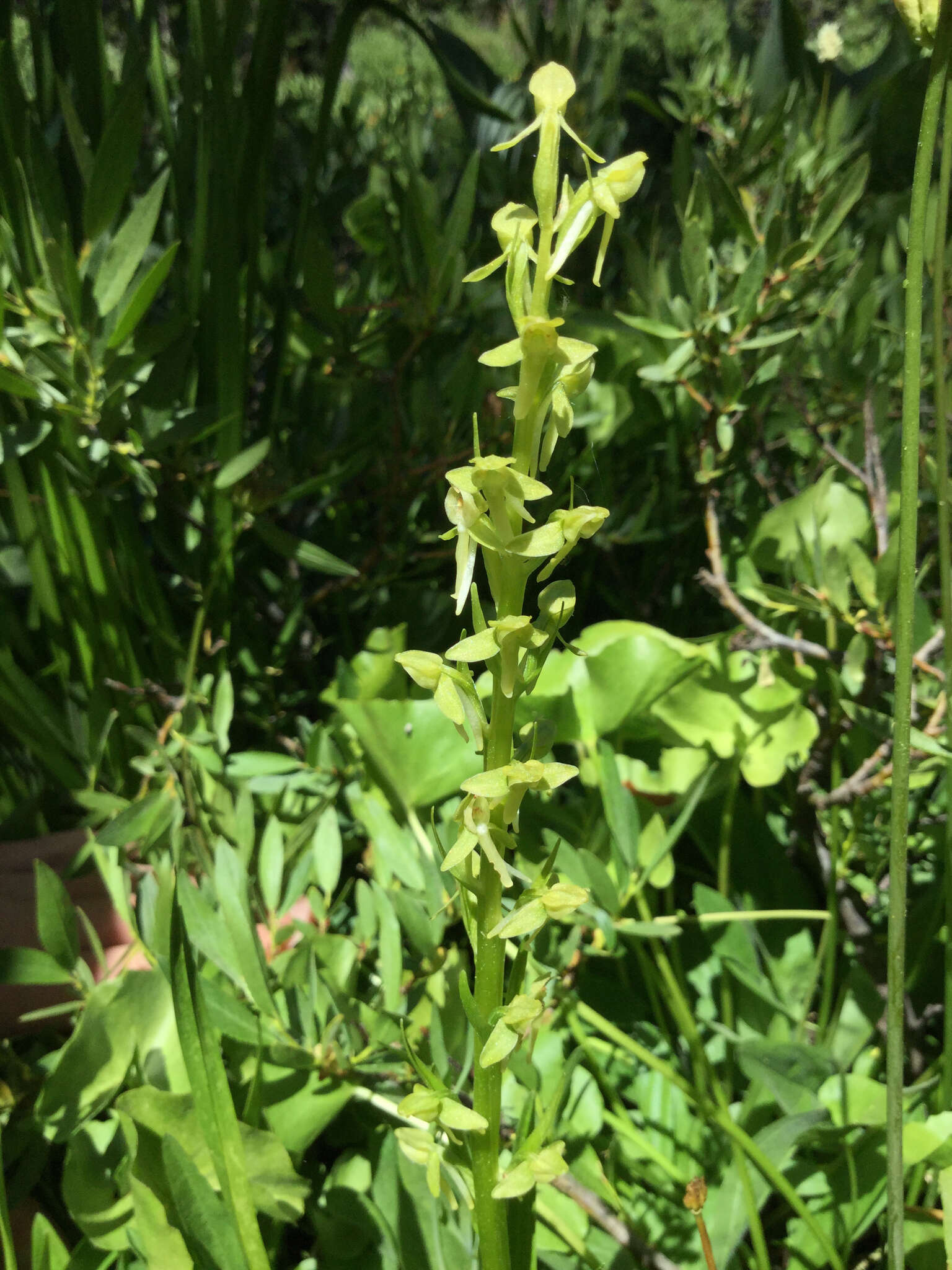 Image of Canyon Bog Orchid