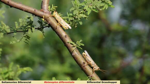 Image of Differential Grasshopper