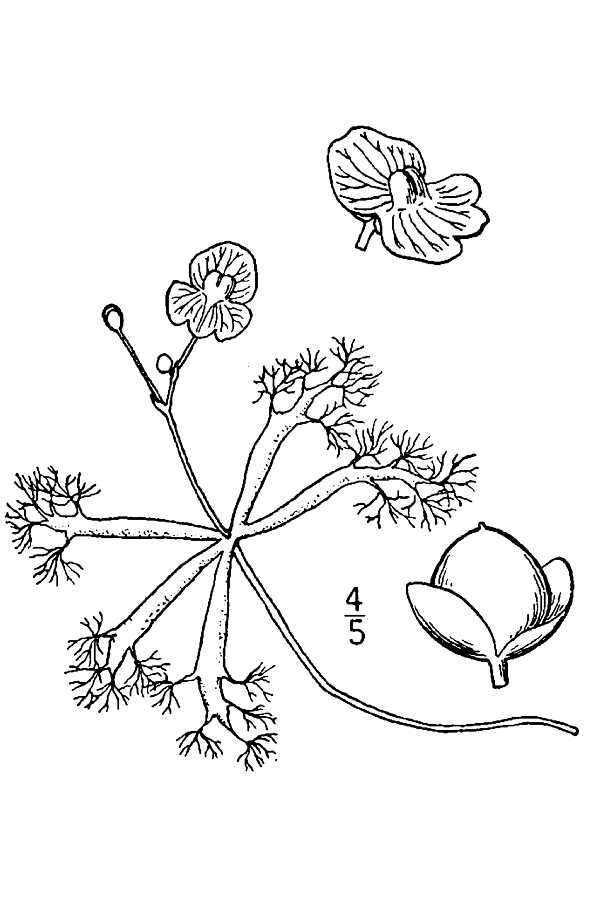 Image of little floating bladderwort