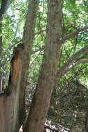 Image of Arizona sycamore