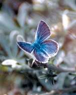 Image of Mission blue butterfly