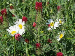 Слика од Leucanthemum vulgare Lam.