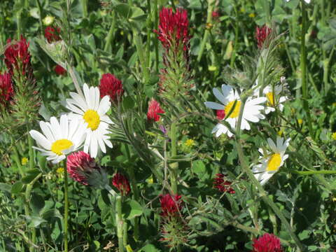 Image of Oxeye Daisy