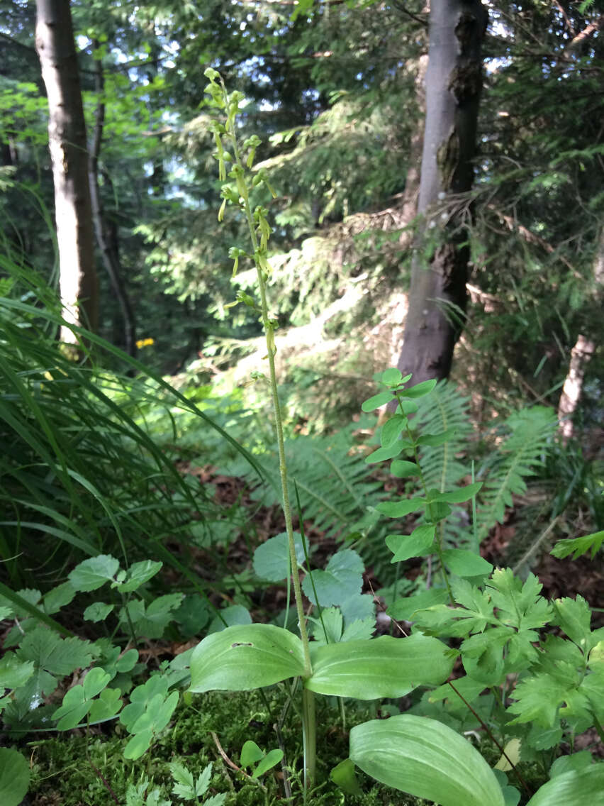 Image of Common twayblade