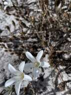 Image of Roella arenaria Schltr.