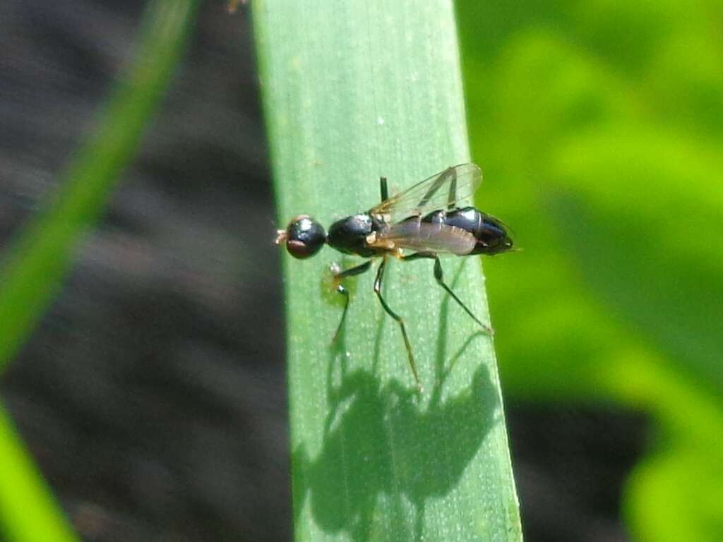 Nemopoda nitidula (Fallen 1820)的圖片