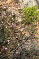 Image of Acmadenia latifolia I. Williams