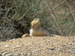 صورة ضب مصري