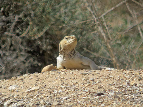 Image of Egyptian Mastigure