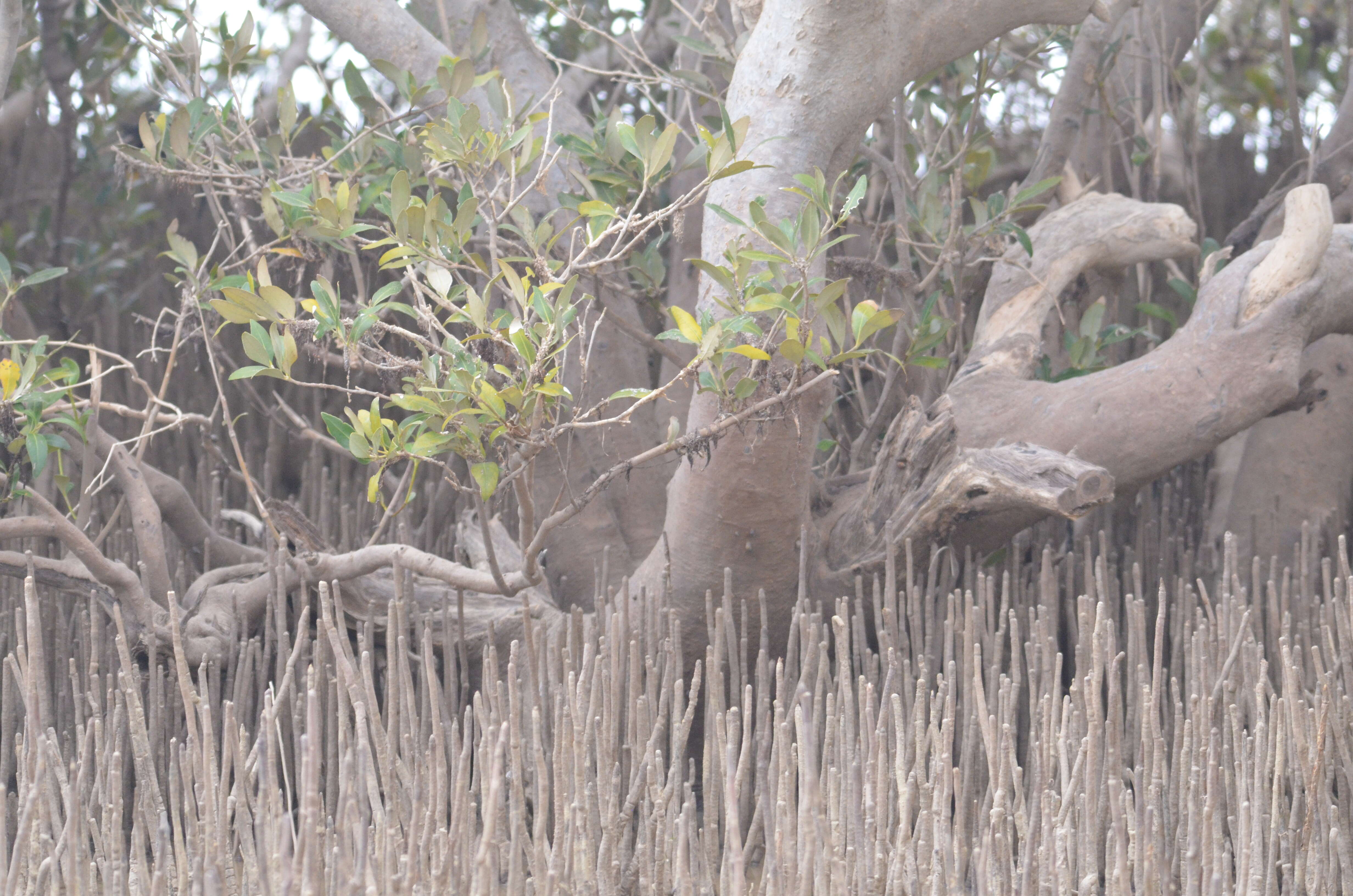 Image of Gray Mangrove