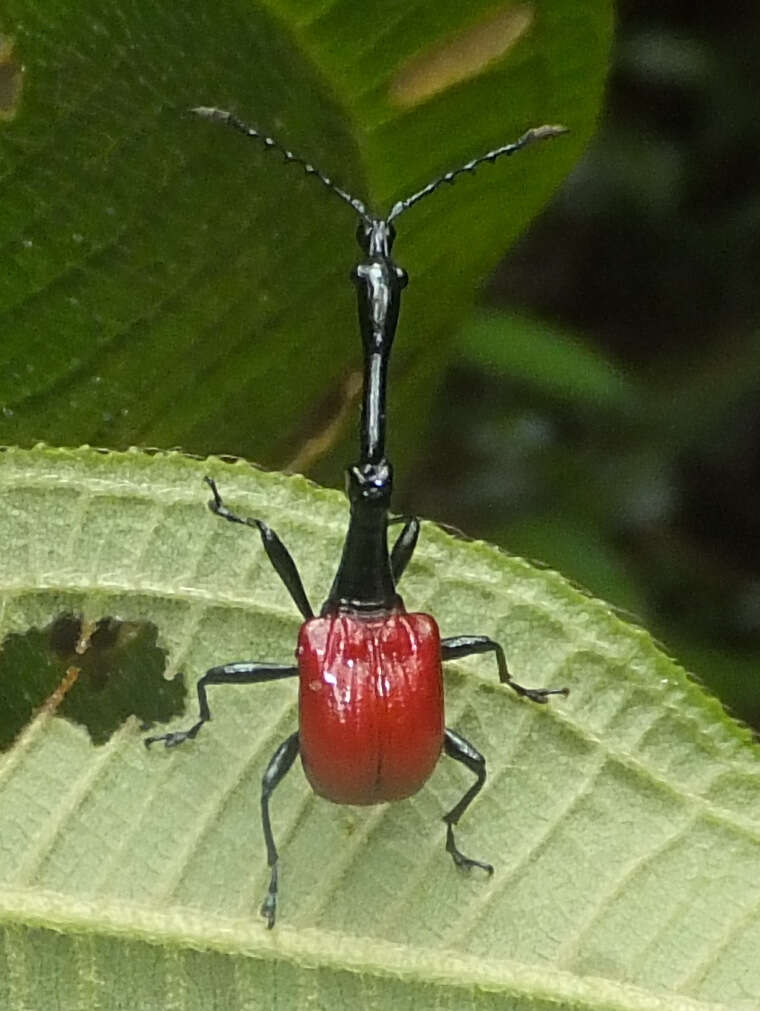 Image of Trachelophorus