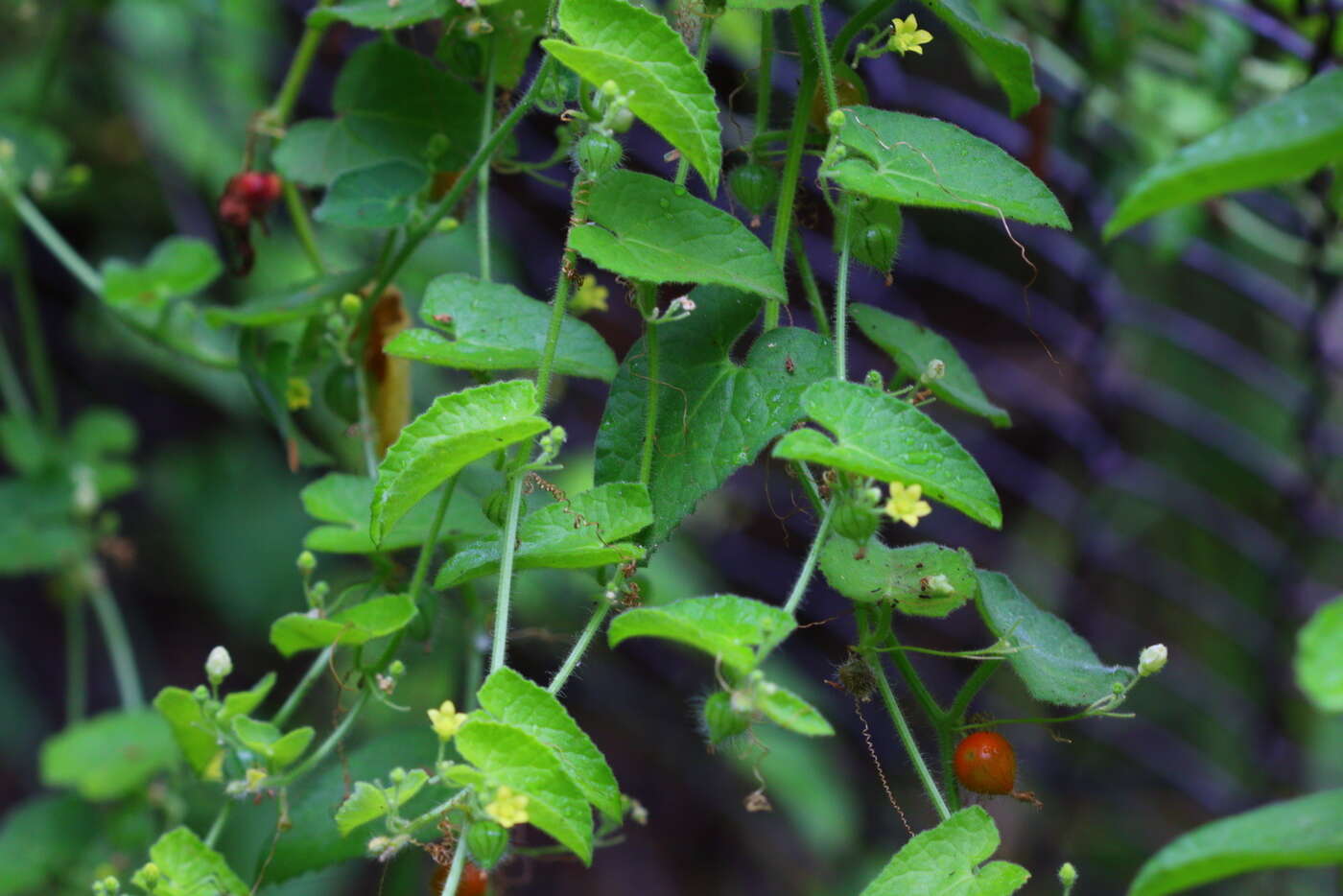 Kedrostis foetidissima (Jacq.) Cogn. resmi