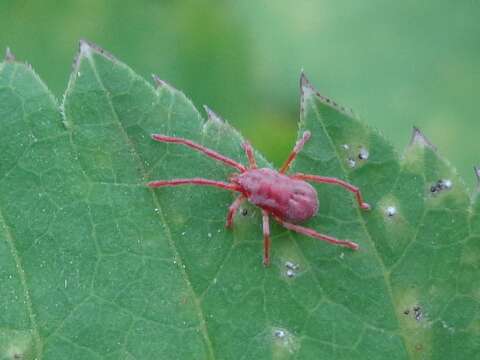 Image of Erythraeoidea