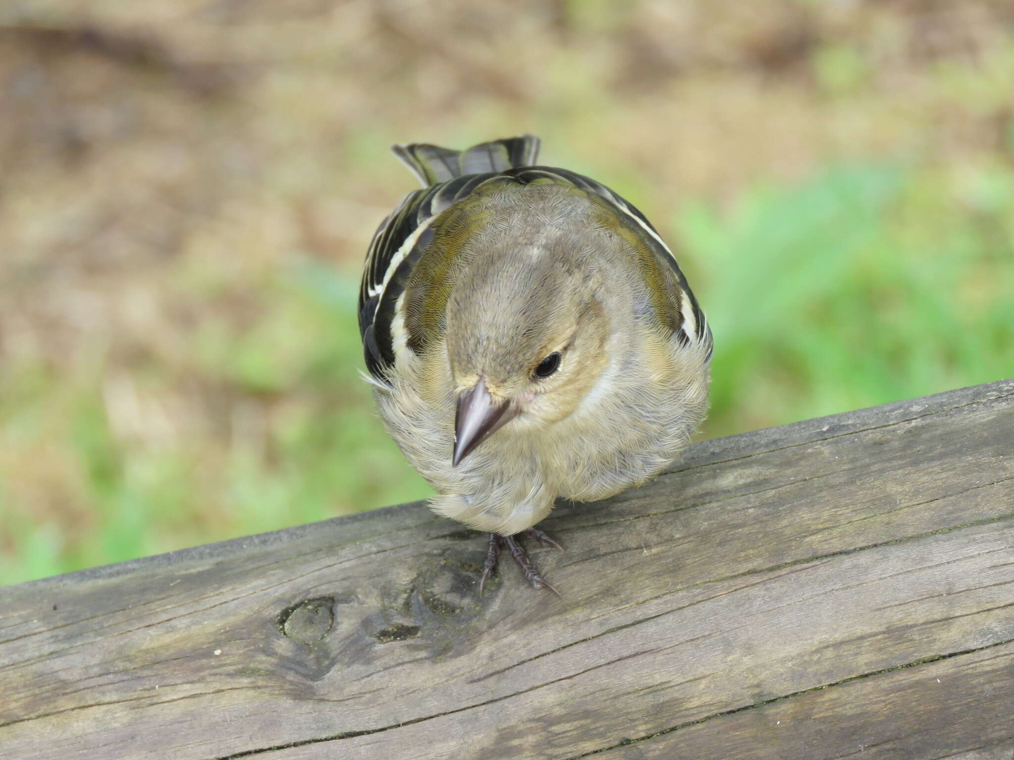 Image of Fringilla coelebs moreletti Pucheran 1859