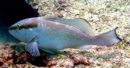 Image of Red Grouper