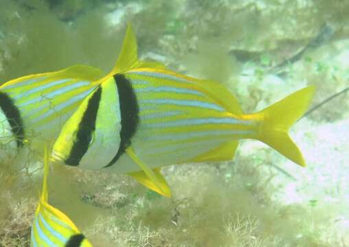 Image of Porkfish