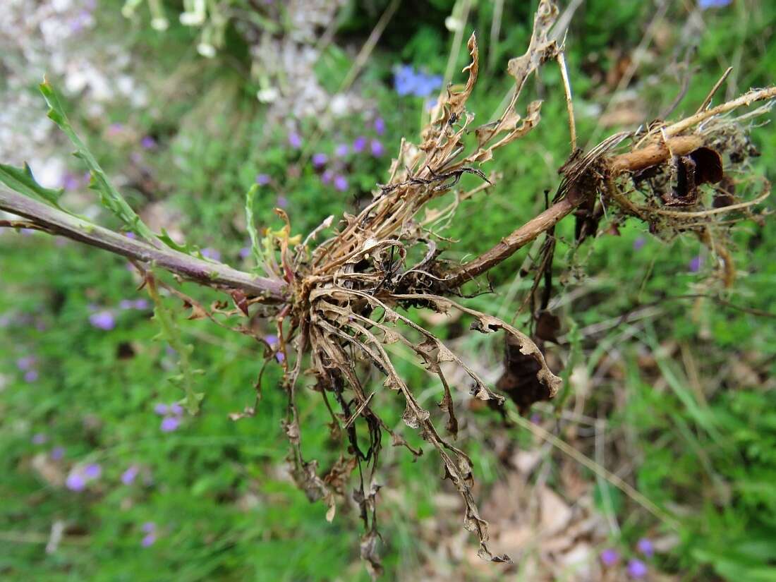 Image of smelly wallflower