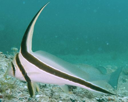 Image of <i>Equetus lanceolatus</i> (Linnaeus 1758)