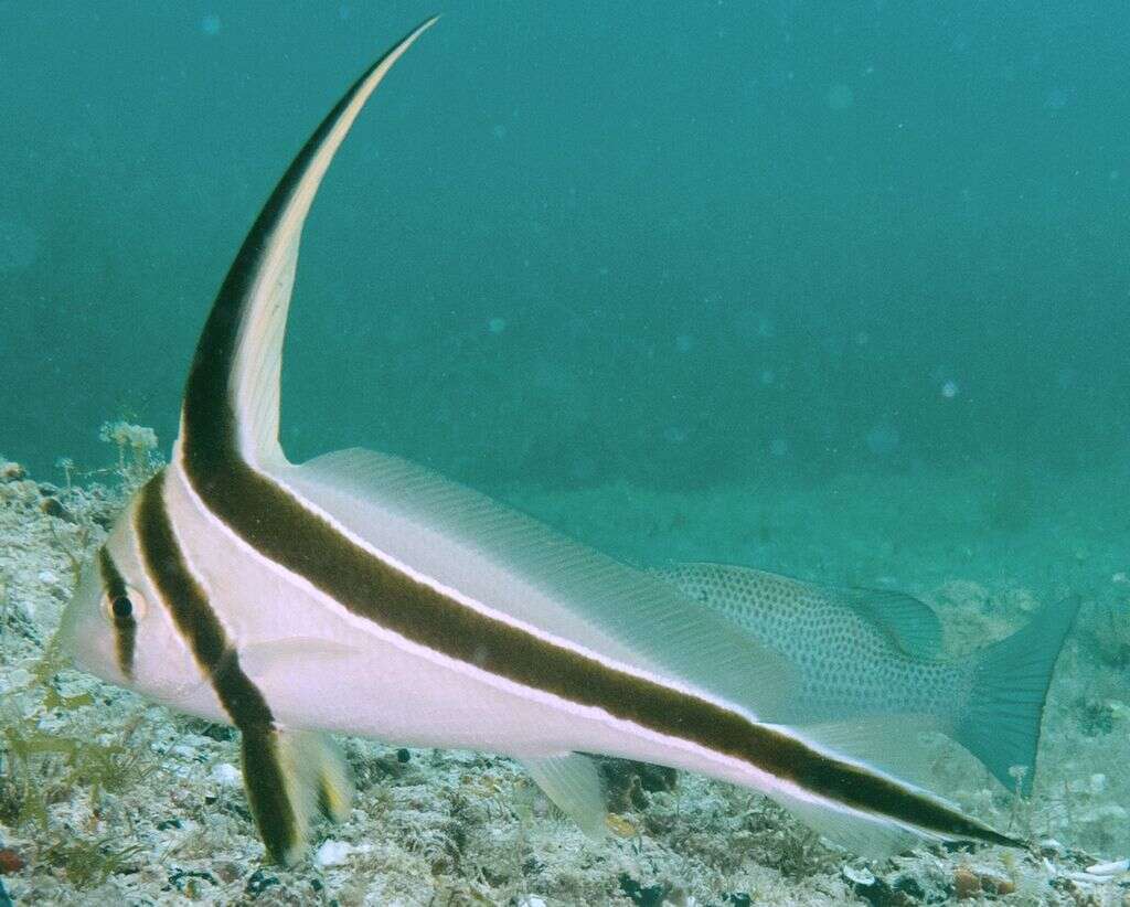 صورة Equetus lanceolatus (Linnaeus 1758)