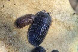 Image of Armadillidium pallasii Brandt 1833