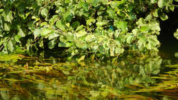 Image of Banded Agrion