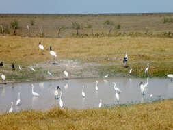 Image of Jabiru Hellmayr 1906