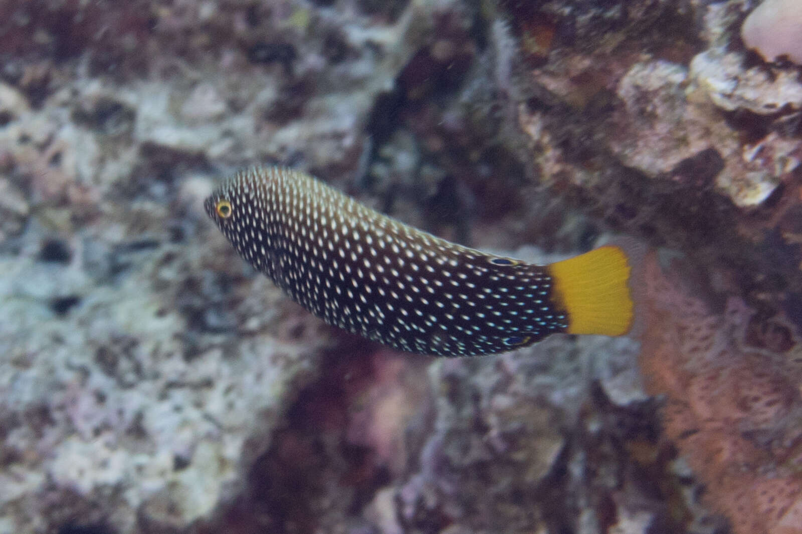 Image of Dotted Wrasse