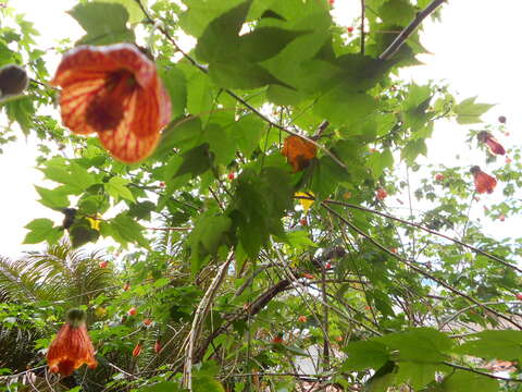 Image of Painted indian mallow