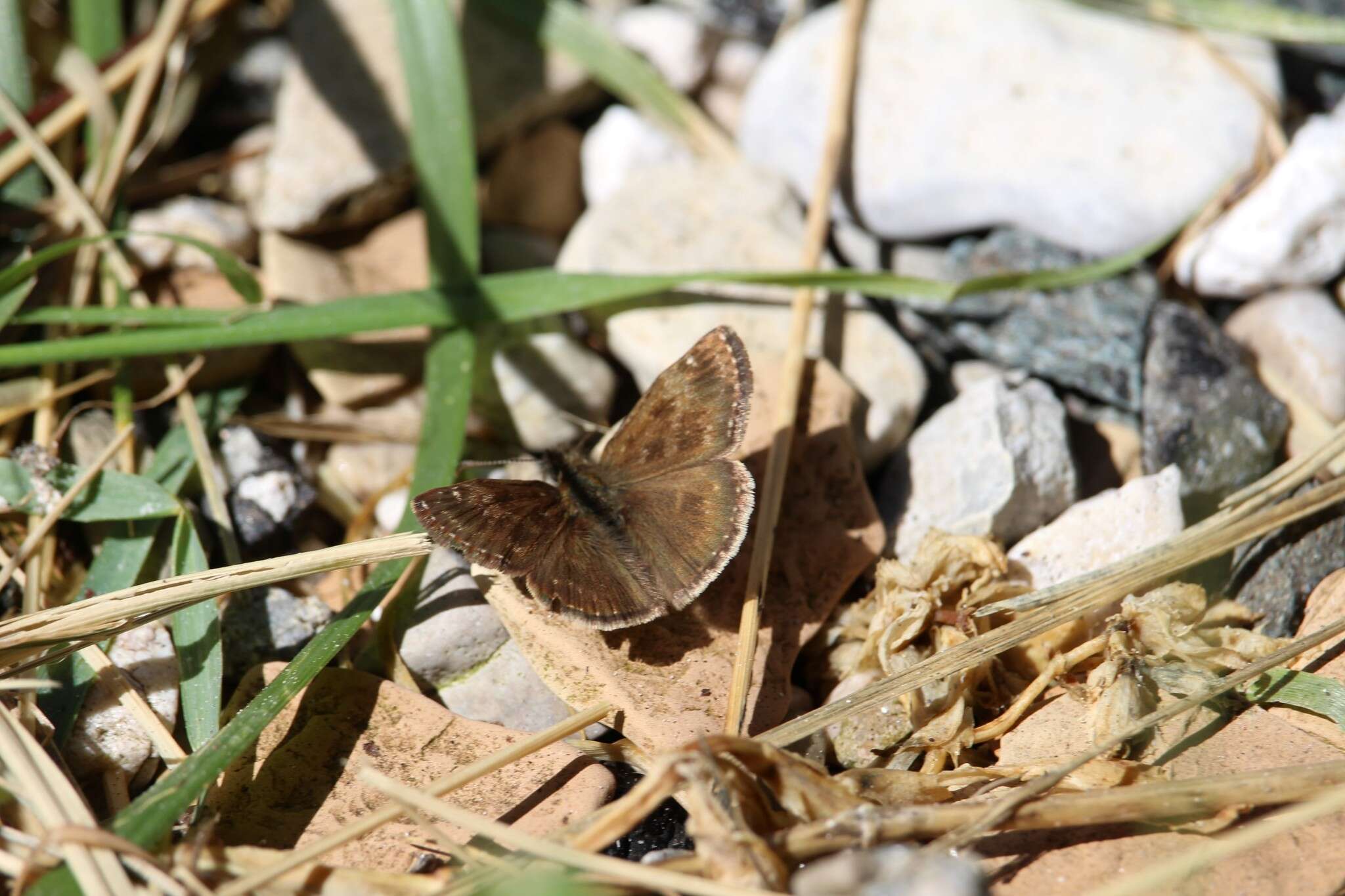 Image of dingy skipper