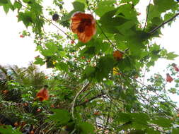 Image of Painted indian mallow