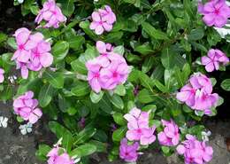 Image of Madagascar periwinkle