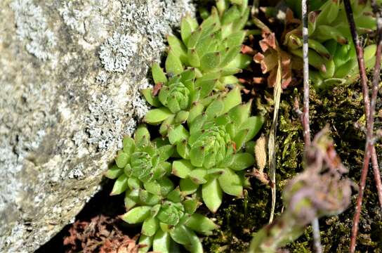 Image de Sempervivum montanum subsp. stiriacum (Wettst. ex Hayek) Hayek