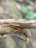 Image of Ophiocordyceps variabilis (Petch) G. H. Sung, J. M. Sung, Hywel-Jones & Spatafora 2007