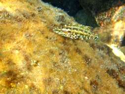 Image of Five-spotted Wrasse