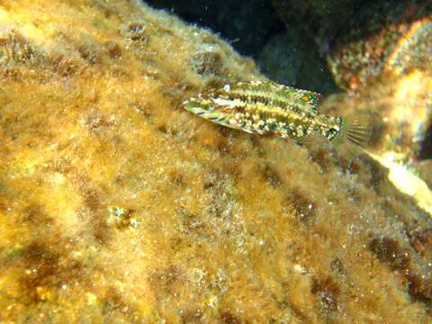 Image of Five-spotted Wrasse