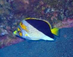 Image of Yellow-crowned Butterflyfish