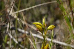 Acrolophia ustulata (Bolus) Schltr. & Bolus的圖片