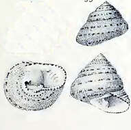 Image of Clanculus puniceus (Philippi 1846)