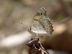 Imagem de Junonia hierta Fabricius 1798