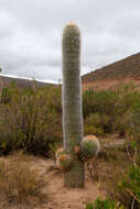 Imagem de Echinopsis tarijensis (Vaupel) H. Friedrich & G. D. Rowley