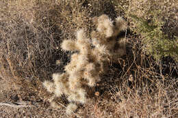 Image de <i>Cylindropuntia chuckwallensis</i>