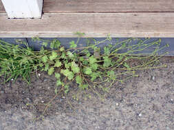 Image of smallflower buttercup