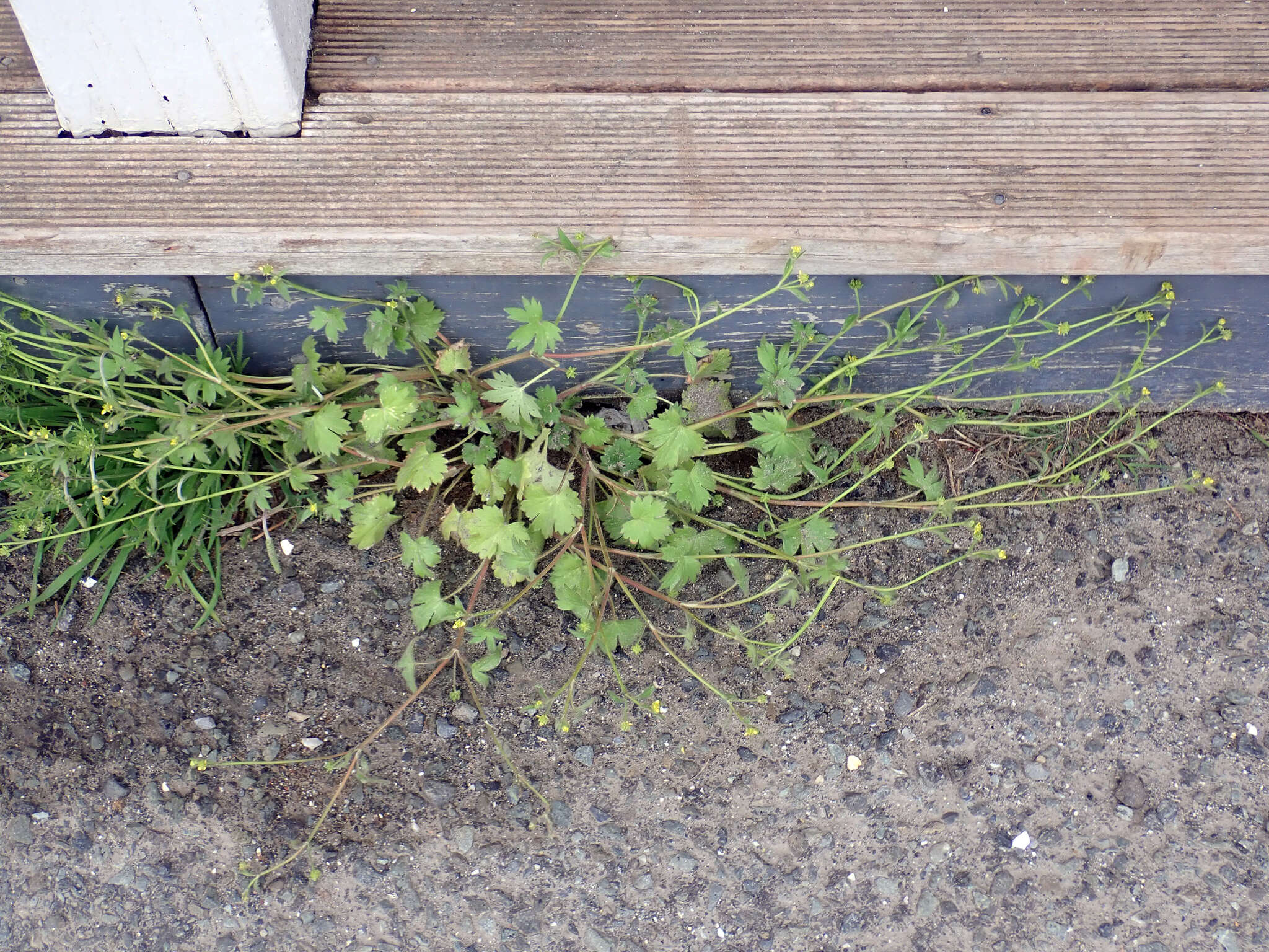 Image de Ranunculus parviflorus L.