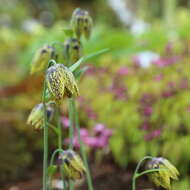 Image of Fritillaria dagana Turcz.