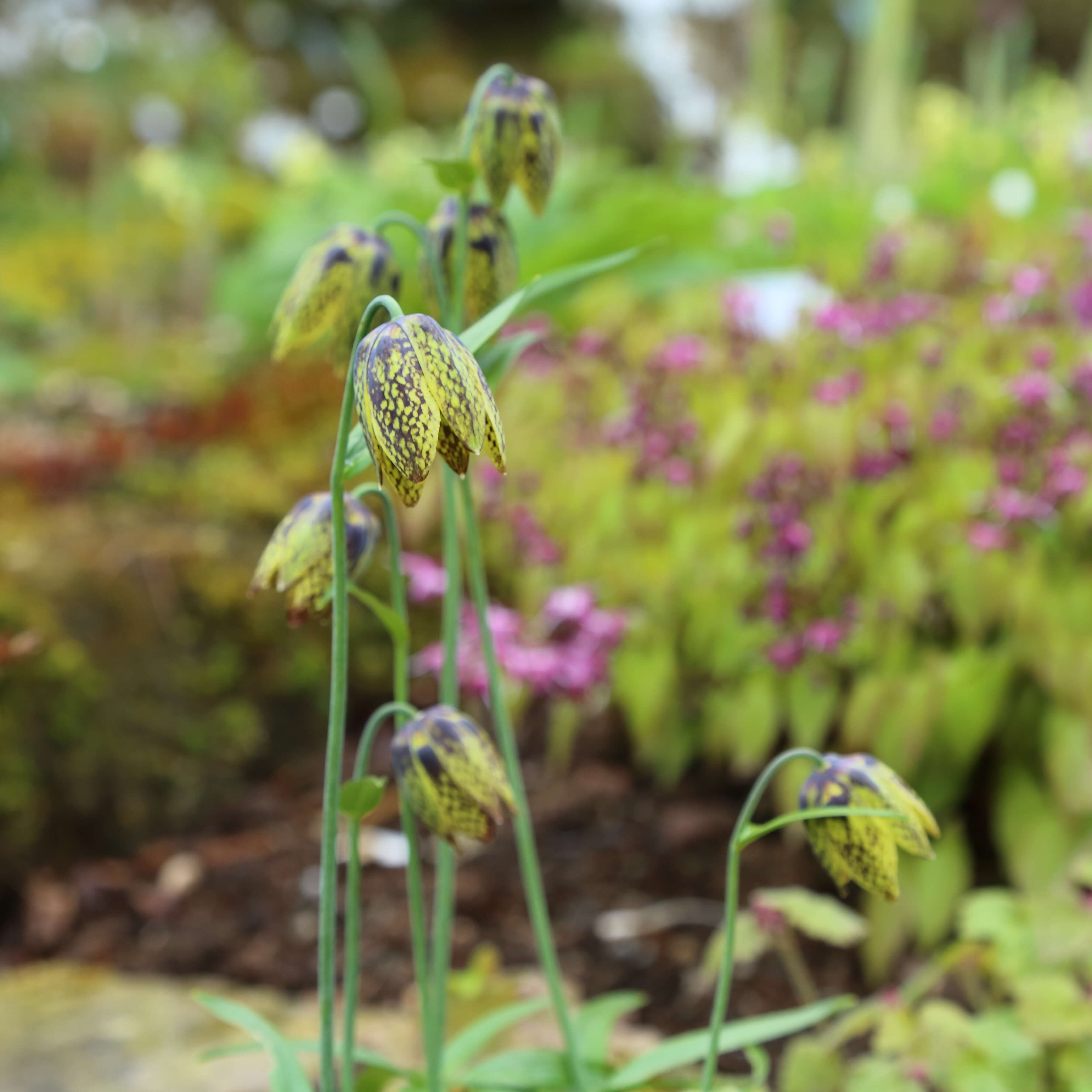 Image of Fritillaria dagana Turcz.