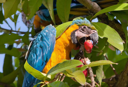 Image of Blue-and-yellow Macaw