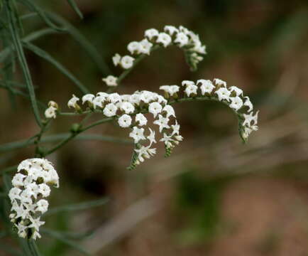 صورة Heliotropium lineare (A. DC.) Gürke