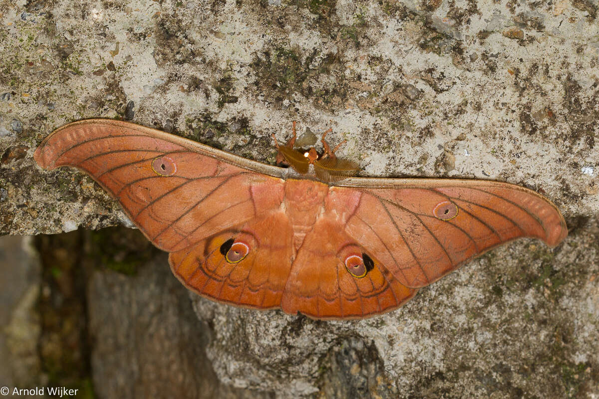 Antheraea helferi Moore 1858 resmi