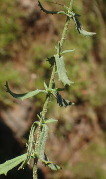 Image of Chaenostoma caeruleum (L. fil.) Kornhall